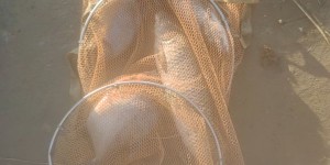 钓鱼佬：国家刚给爱好“盖章合法”，我这波操作直接封神坑冠！