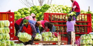 甘肃张掖：蔬菜运销保供应